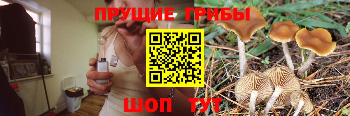 Галлюциногенные грибы GOLDEN TEACHER  Вход с VPN  Каменск-Шахтинский 